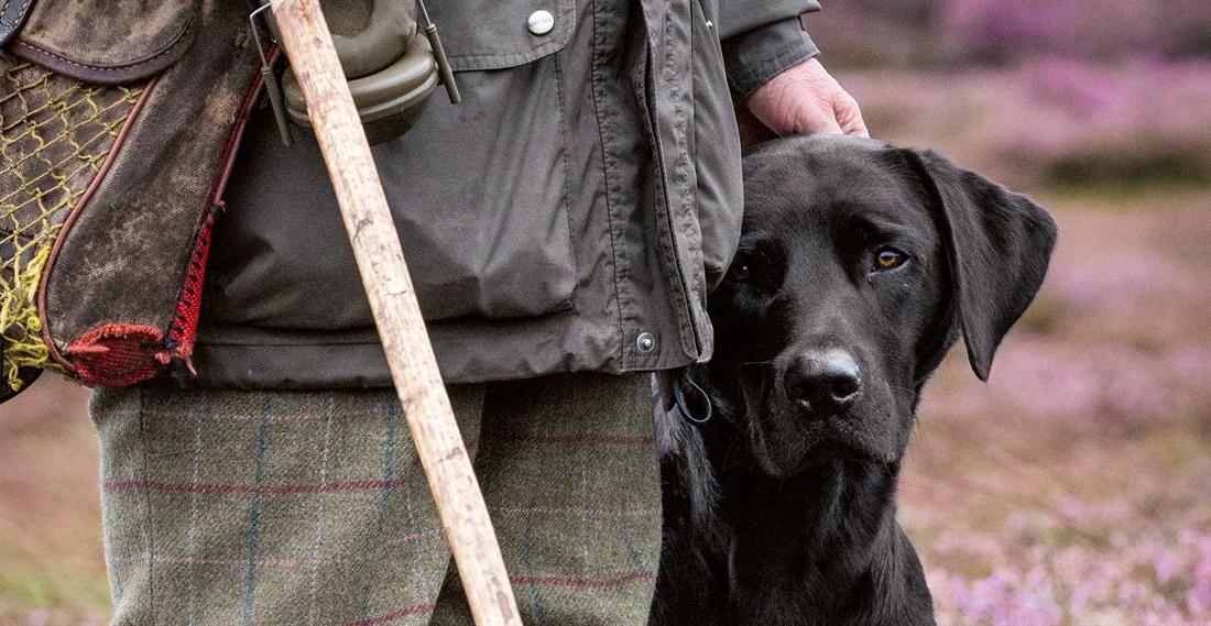 Dogs for grouse