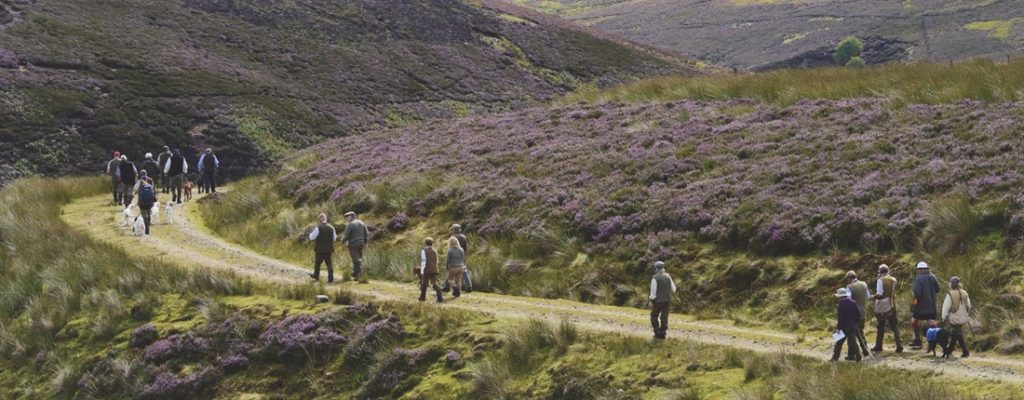 Majestic moorland dogs