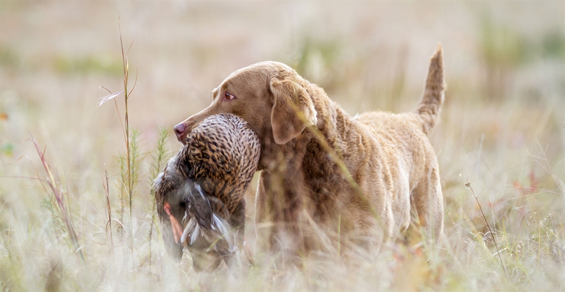 Born In The USA: The Chesapeake Bay Retriever