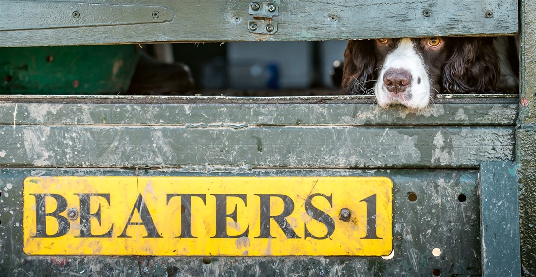 Is there a perfect beater’s dog?