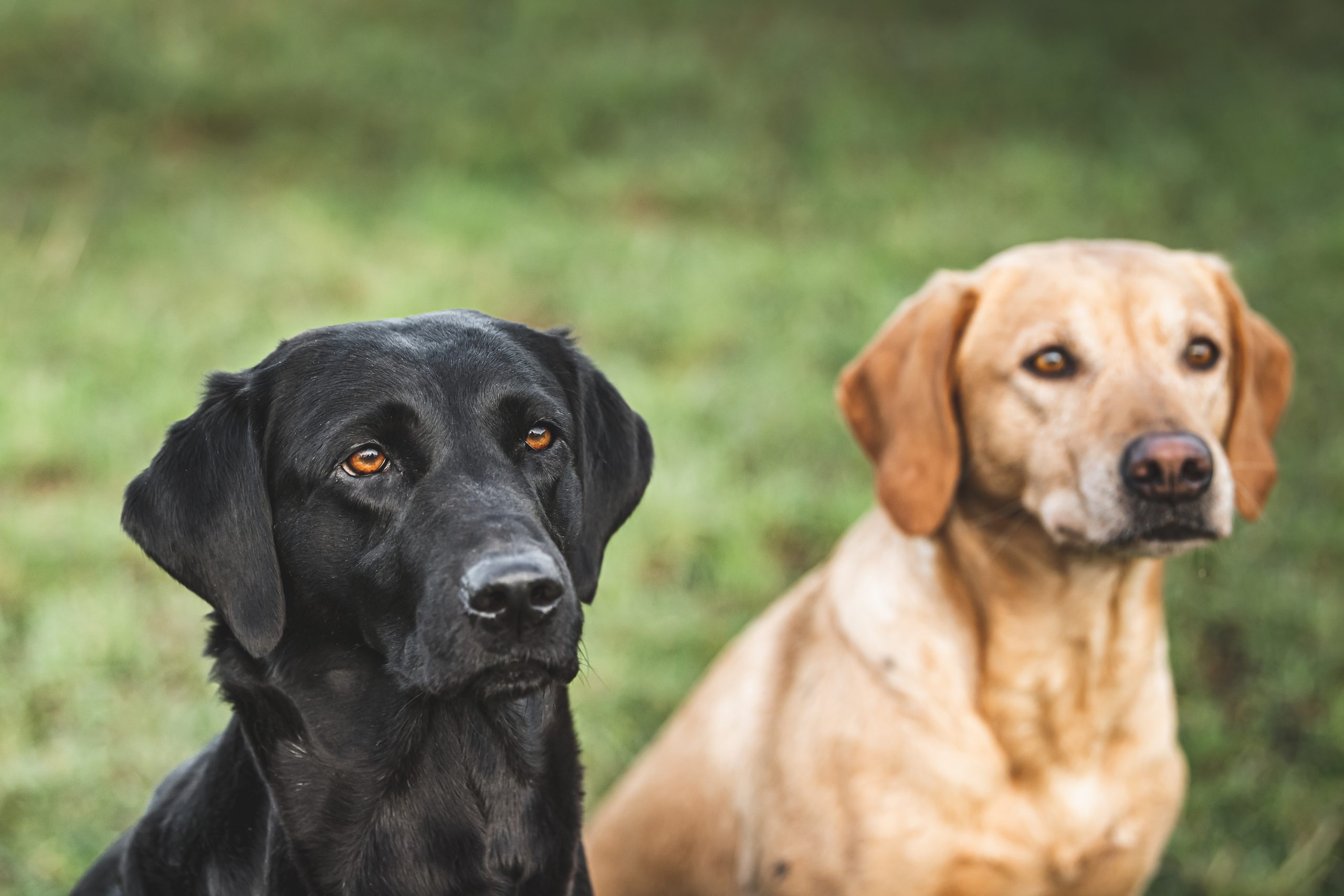 A black and golden labrador sitting looking at the camera