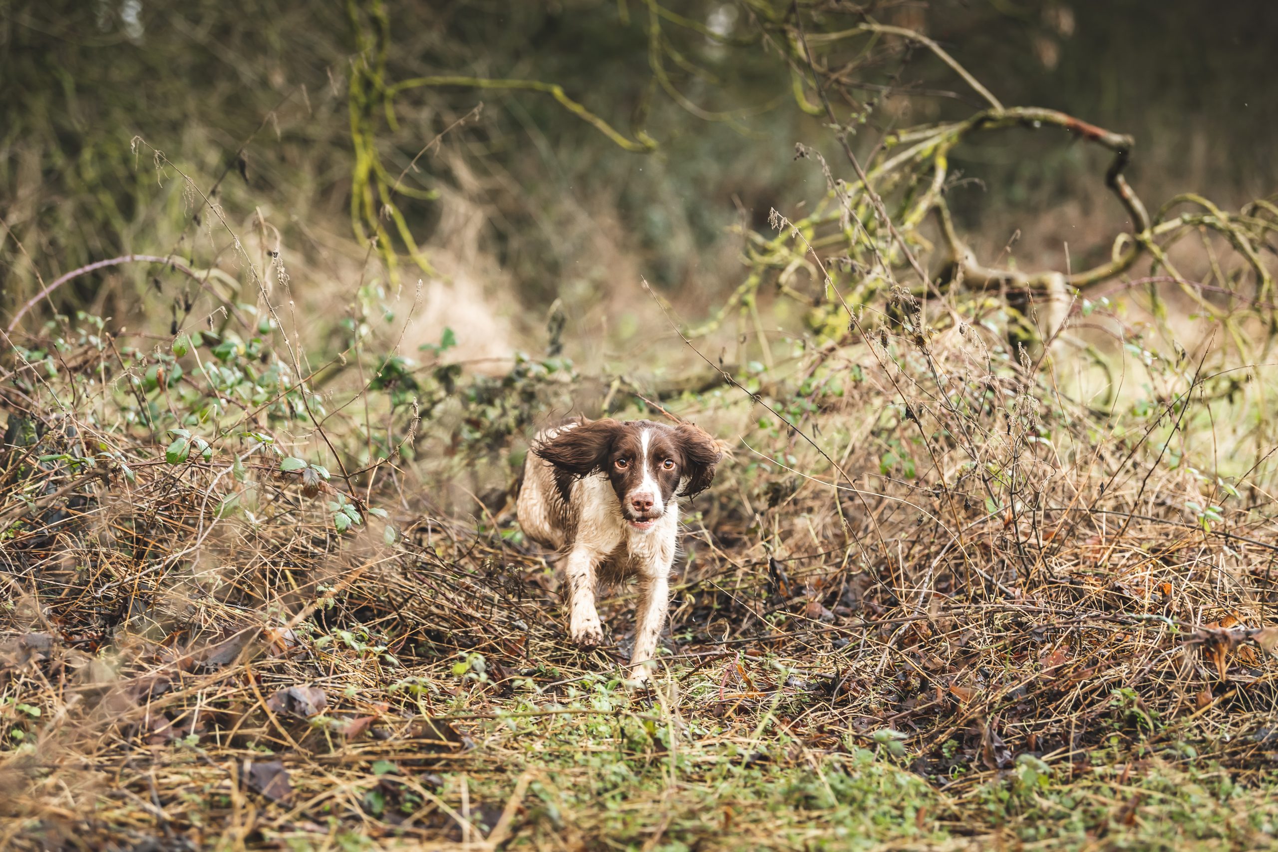 A spaniel running through some brush