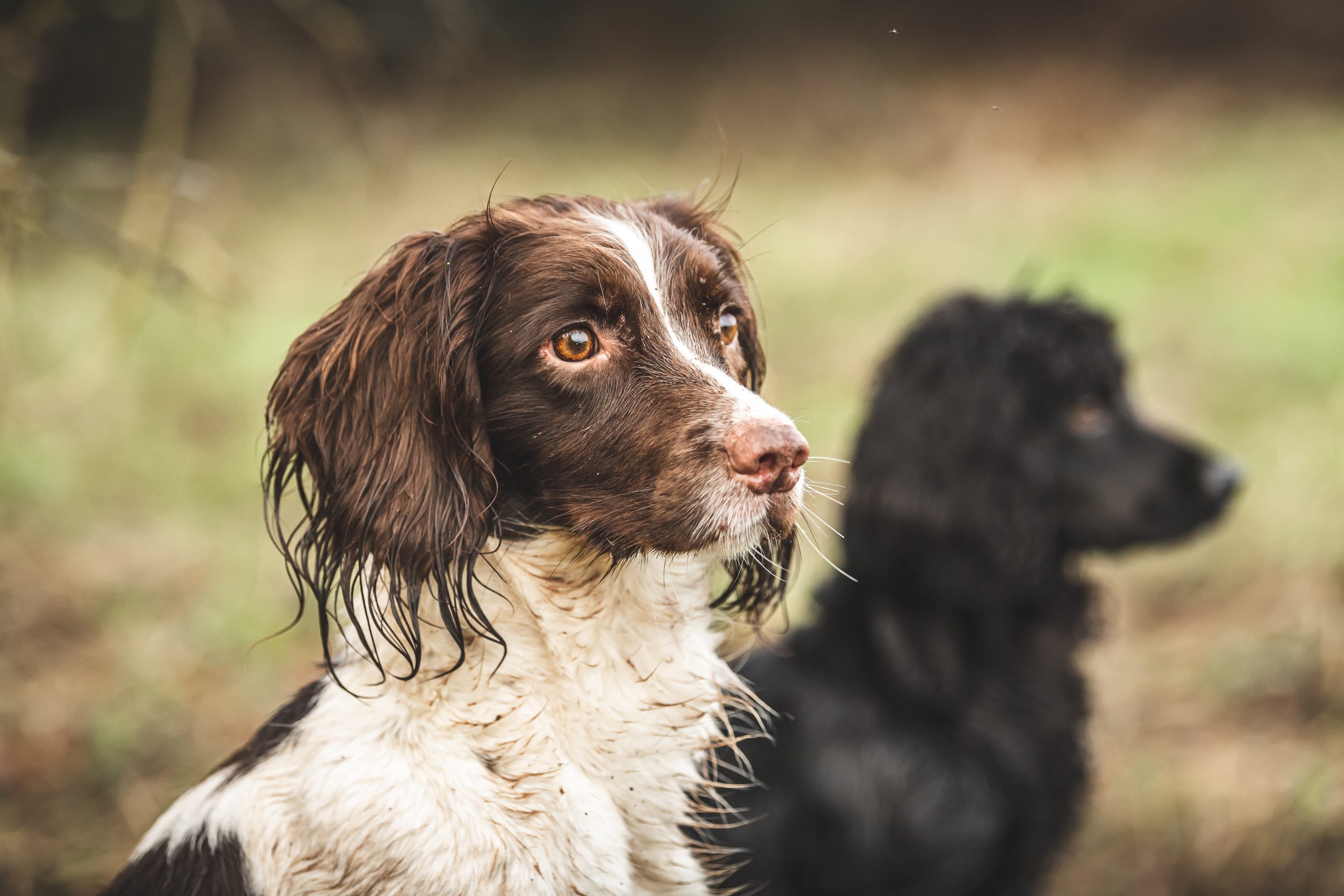 Two spaniels looking on whilst waiting for further instruction from handler.