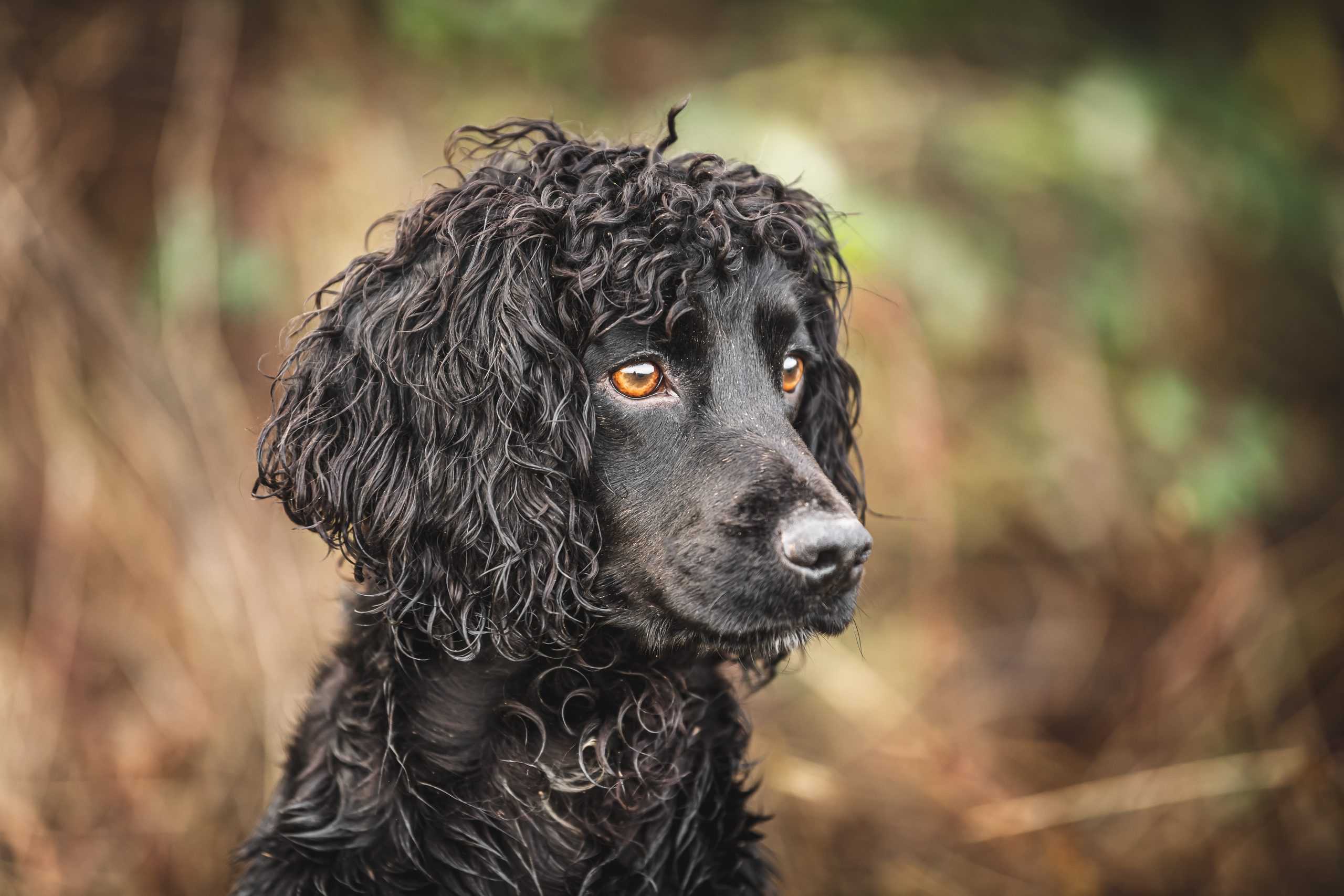 A black cocker spaniel watching on