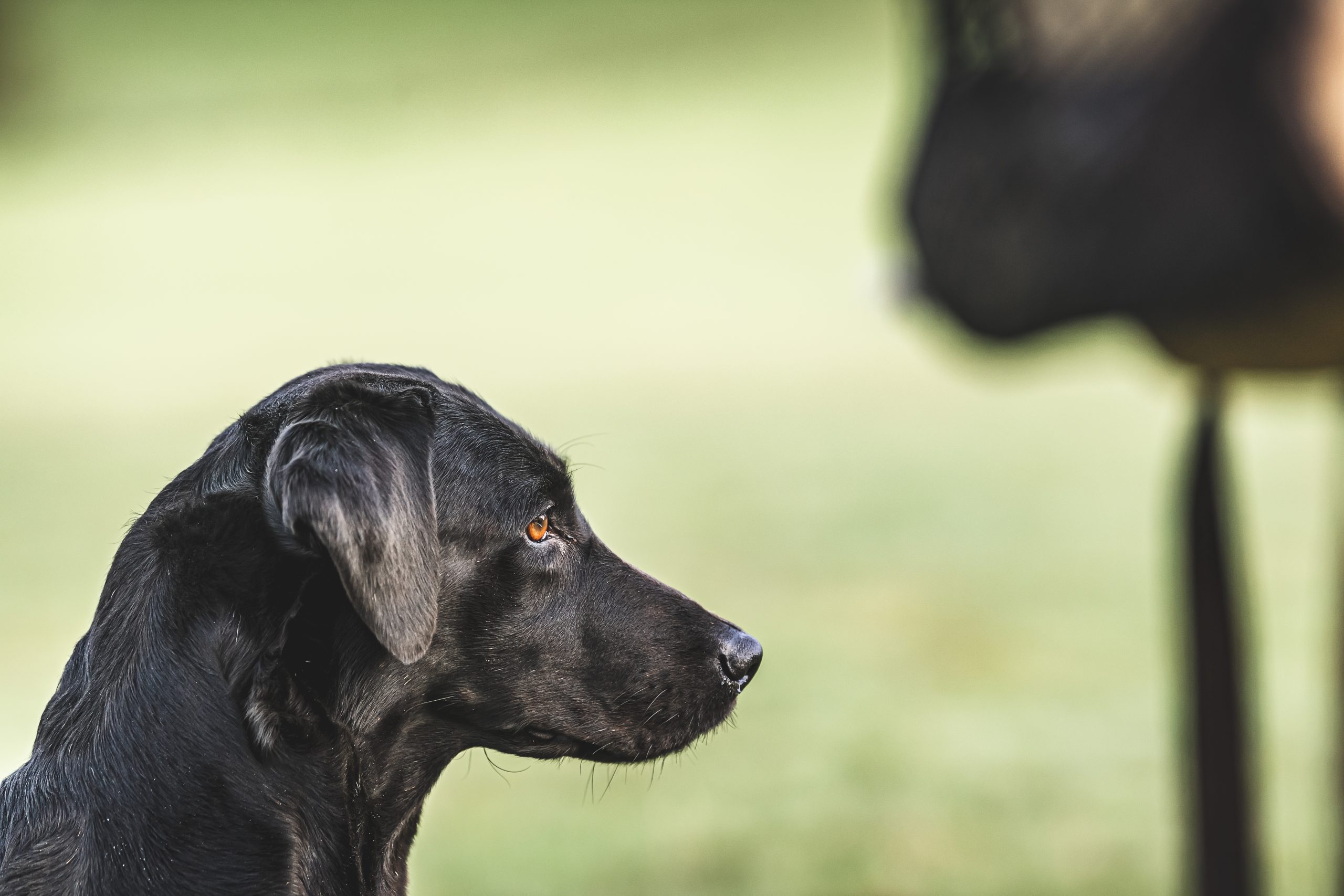 Black labrador looking on