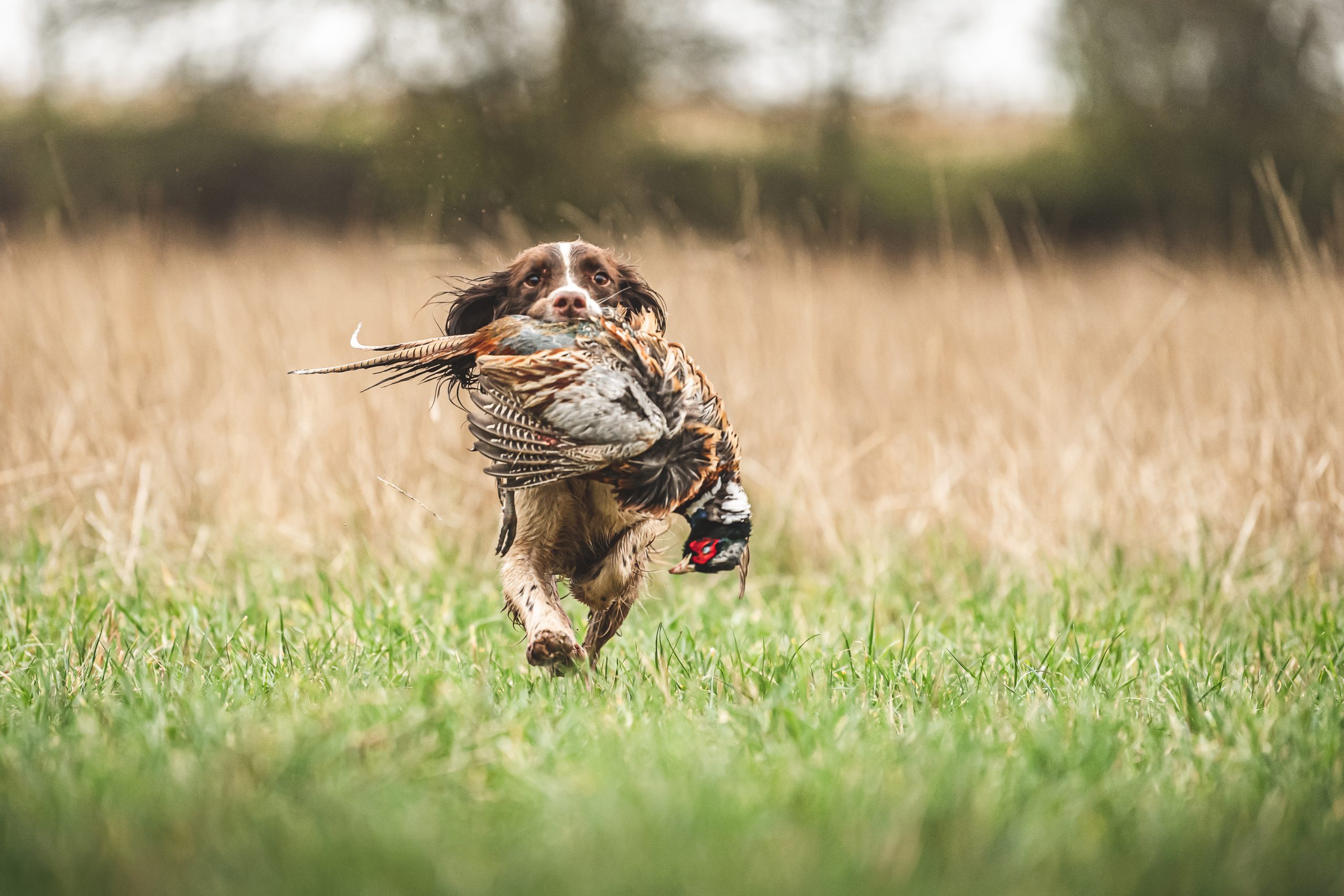 A spaniel retrieving a pheasant