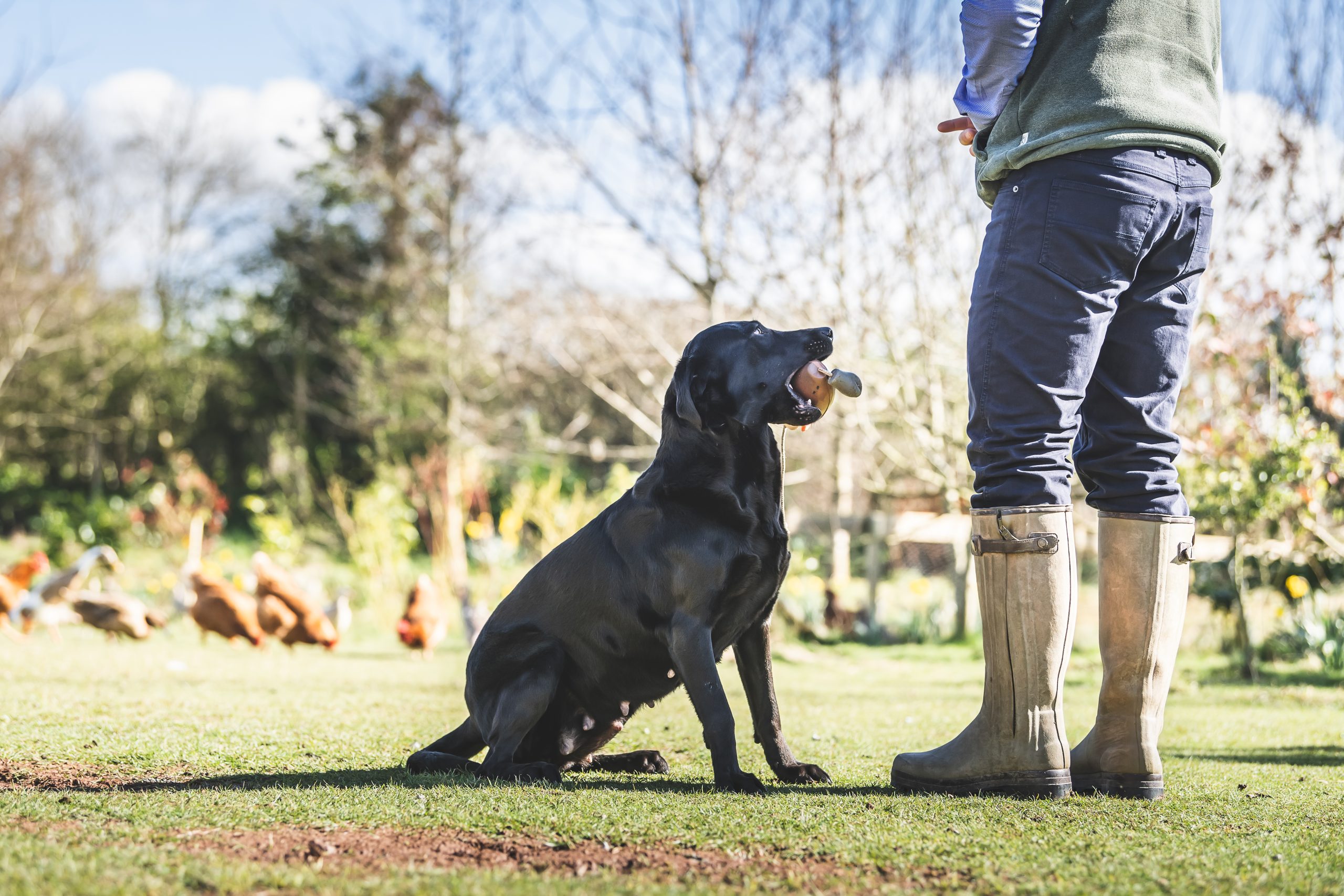 Labrador sat waiting for instruction from gundog trainer