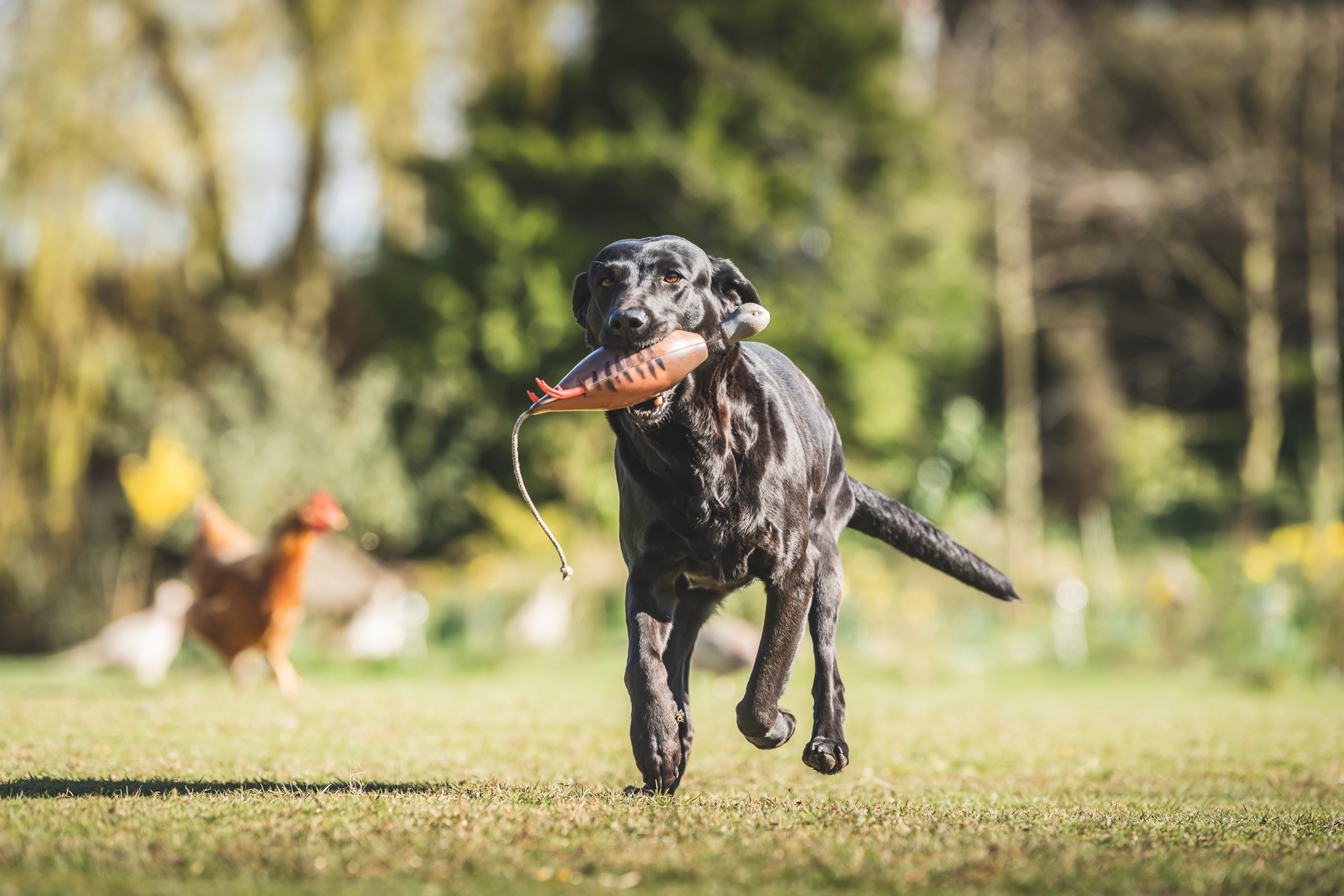 Black labrador retrieving dummy