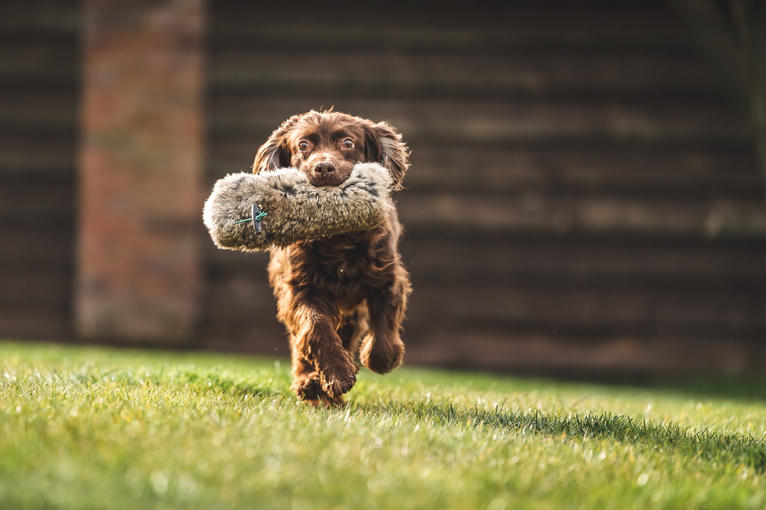 A small spaniel puppy at training lessons