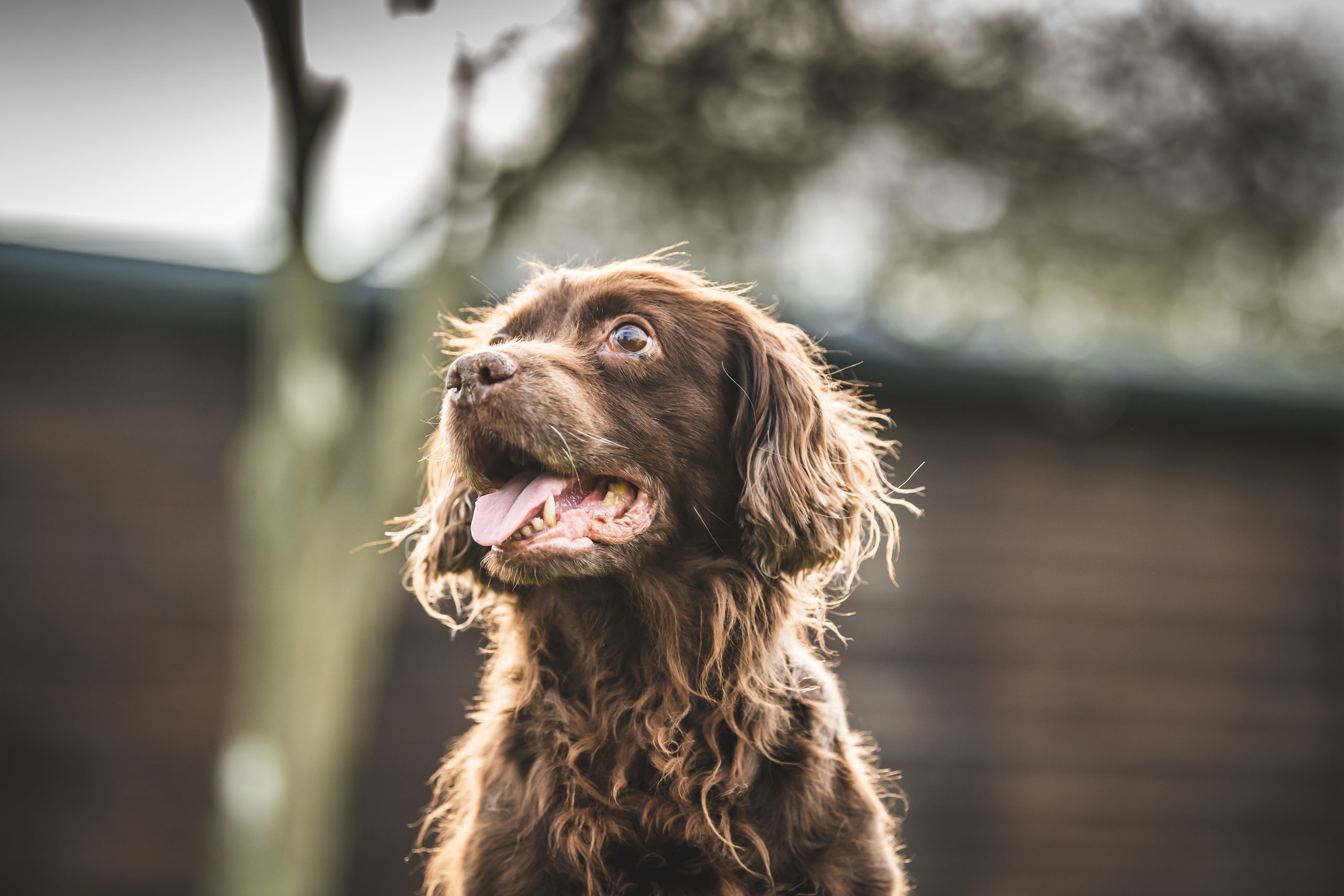 Young spaniel pup looking up at trainer