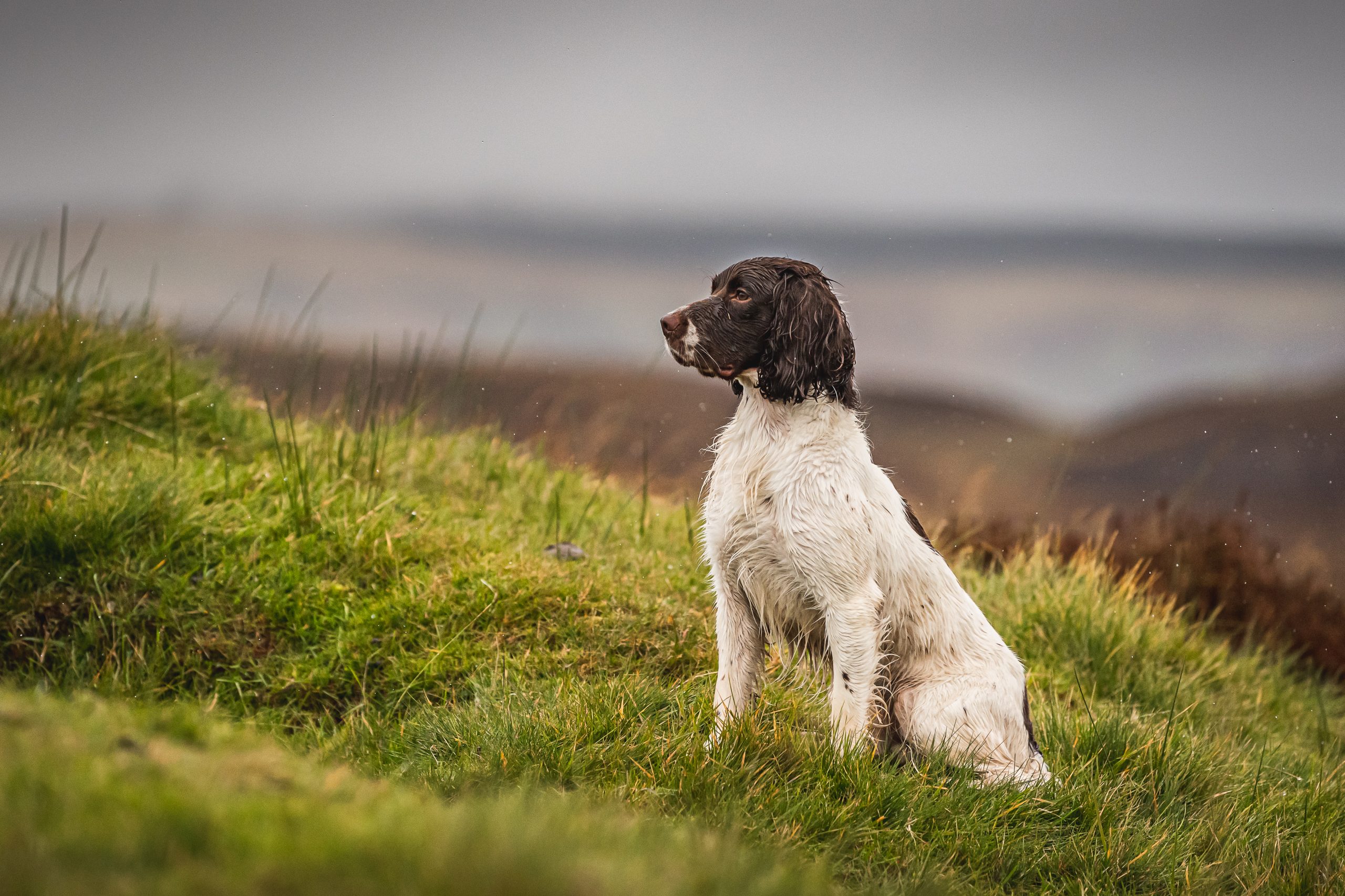 A spaniel sitting obediently watching on