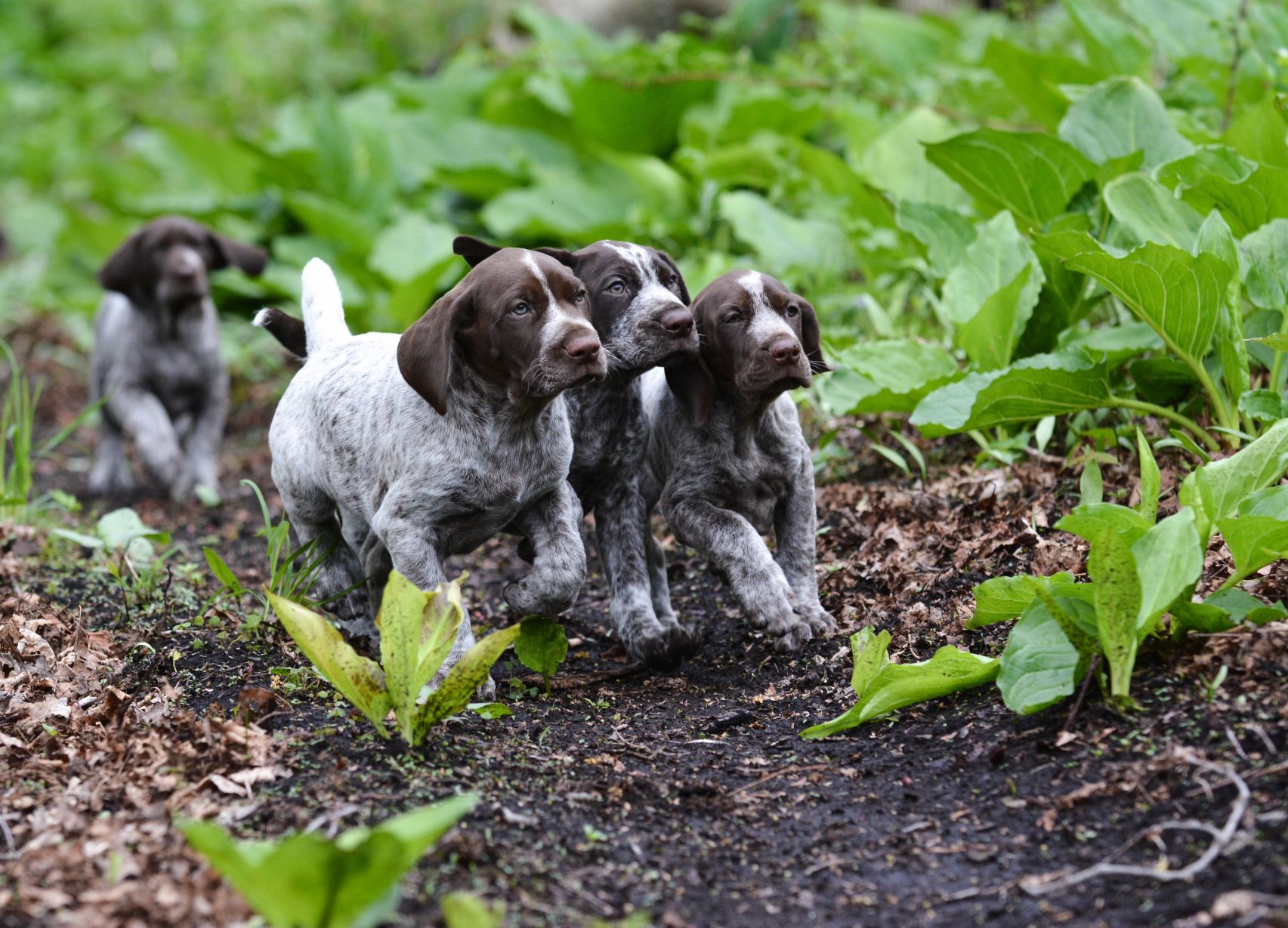 German shorthair pointer puppies