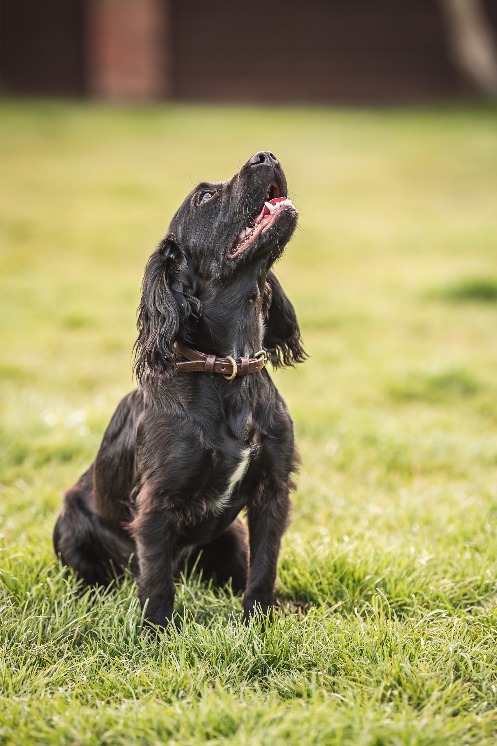 Black cocker spaniel looking up at owner