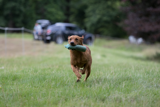 Fox red Labrador running across green grass with dummy in mouth