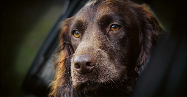 cocker spaniel