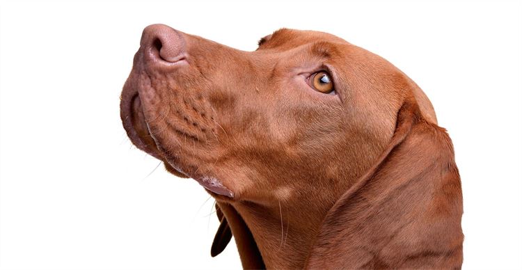 vizsla close up