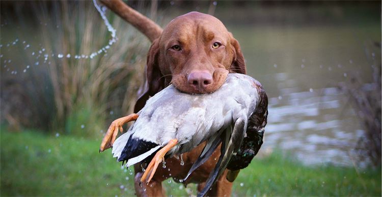 vizsla bird