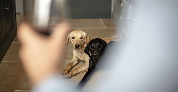 beggarbush gundogs