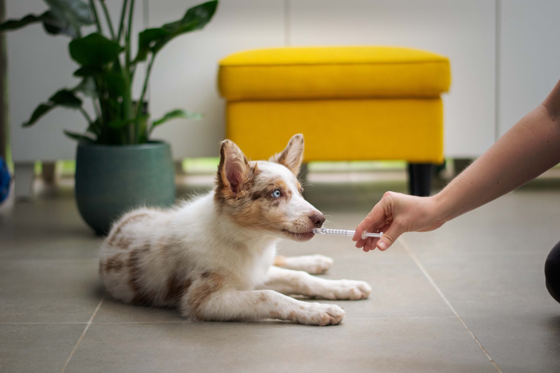 husky dog lying on floor of room being given medicine via syringe 