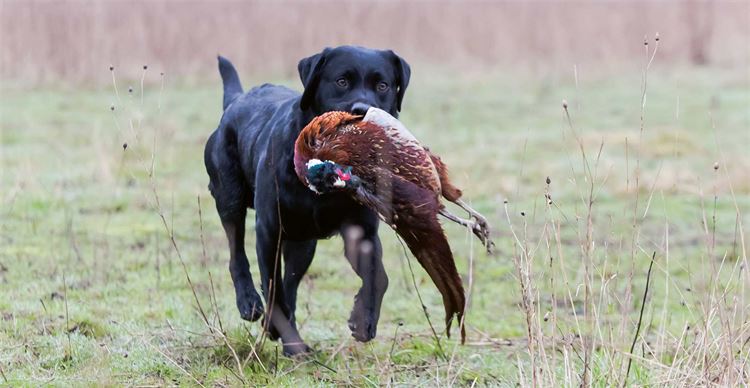 Black labrador