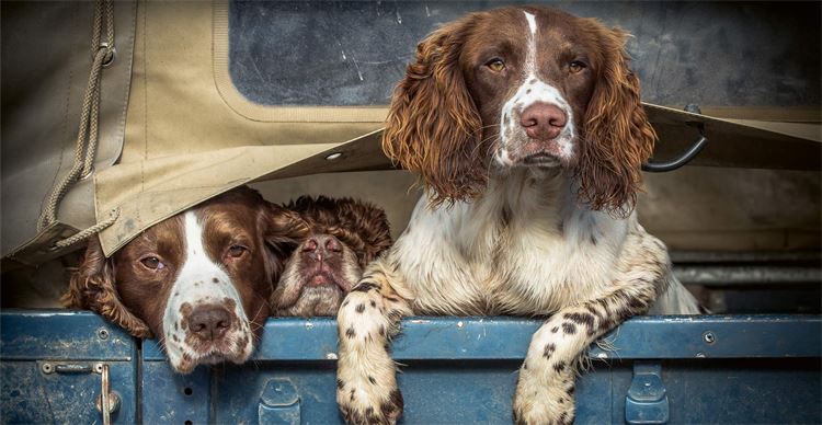 beaters dogs