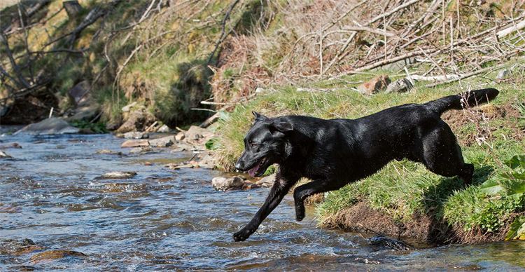 labrador