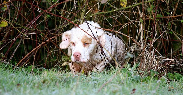 working clumber spaniel