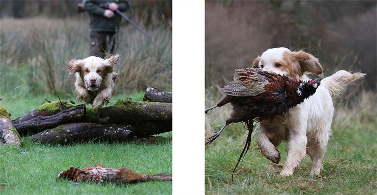 can clumber spaniels make good gundogs