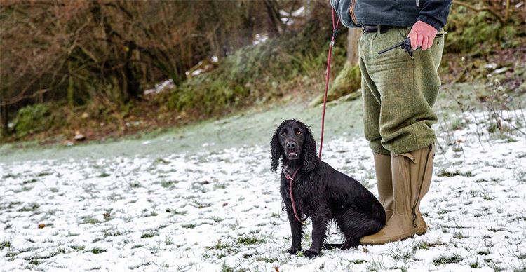 health issues of cocker spaniels