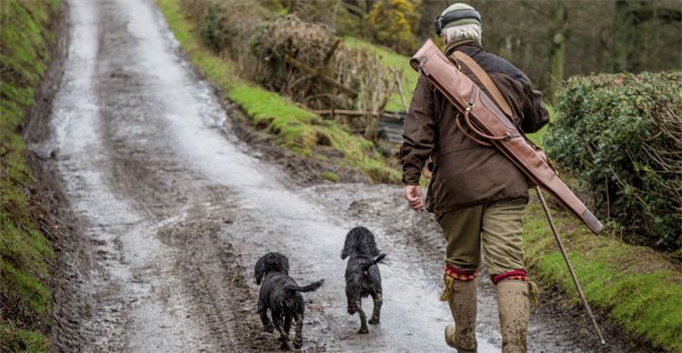 is a cocker spaniel a good choice of shooting dog