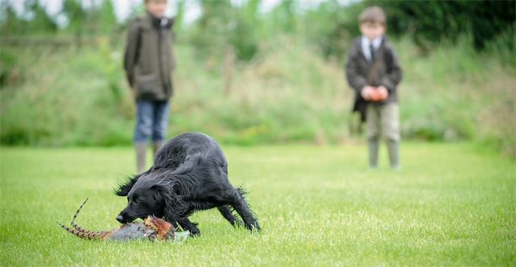 cocker spaniel conformation