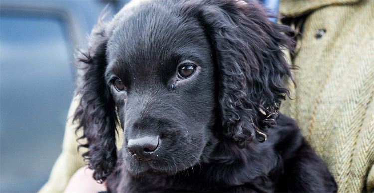 cocker spaniel puppy