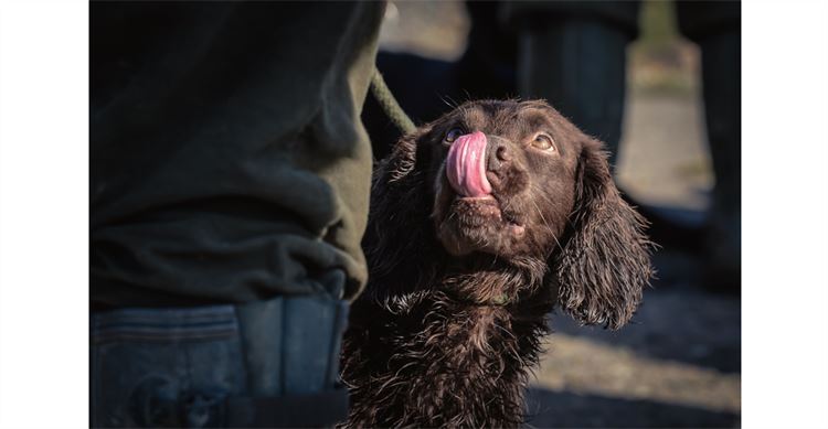 spaniel