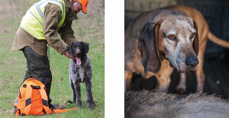 tracking deer with dogs