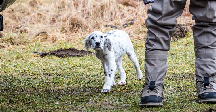 english setter puppy