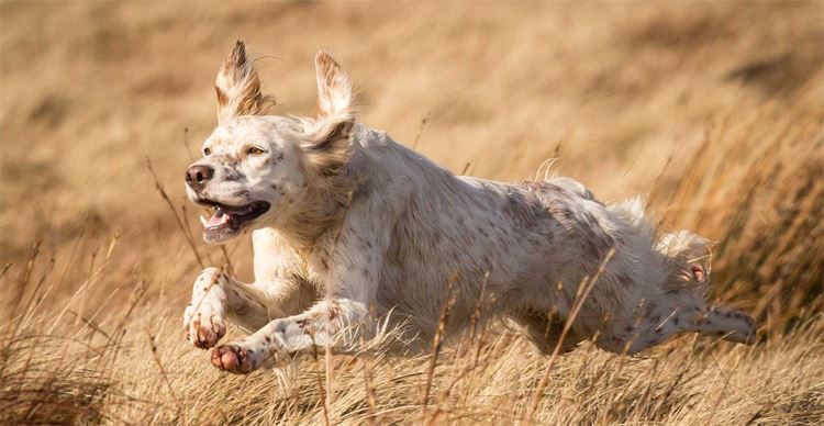 english setter 