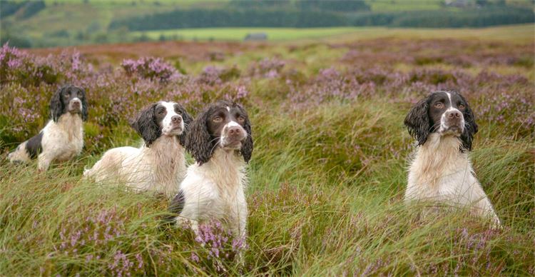 working english springers