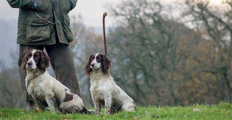 working spaniel breeds