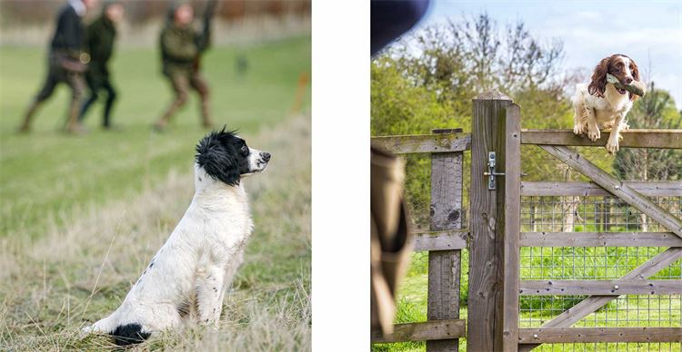 conformation of english springer spaniels