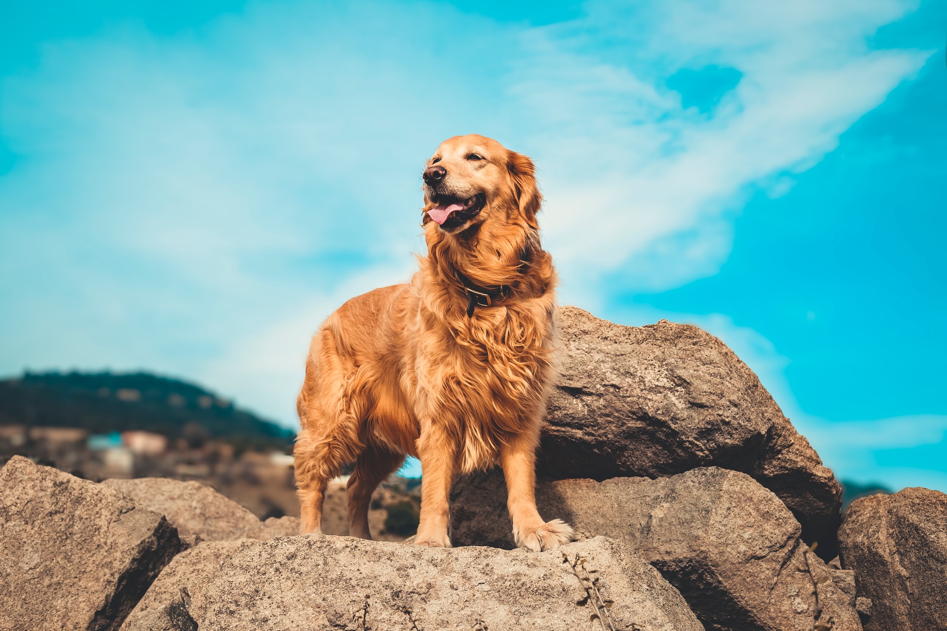 adult golden retriever standing on rock in the sunshine