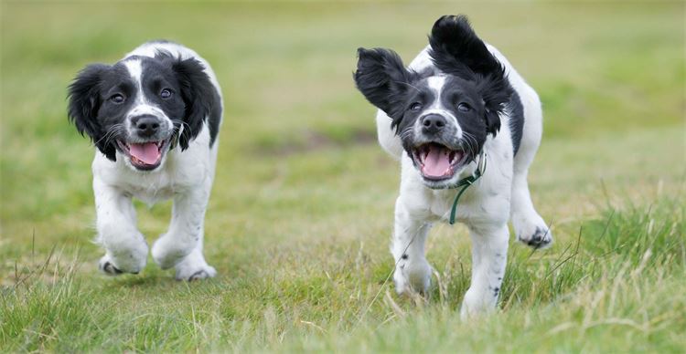 which puppy to pick from a litter