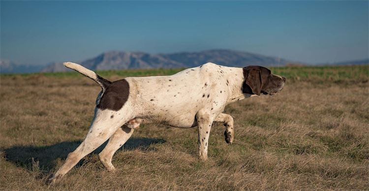 working pointer breeds