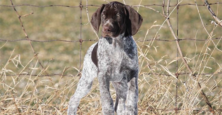 gsp puppy