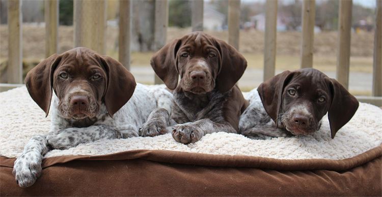 german shorthaired pointer puppies