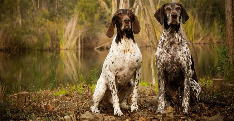 pointer breeds