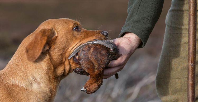 gundog and bird