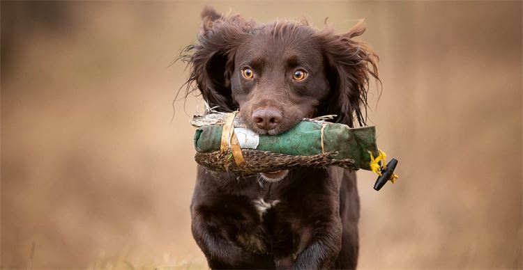 gundog