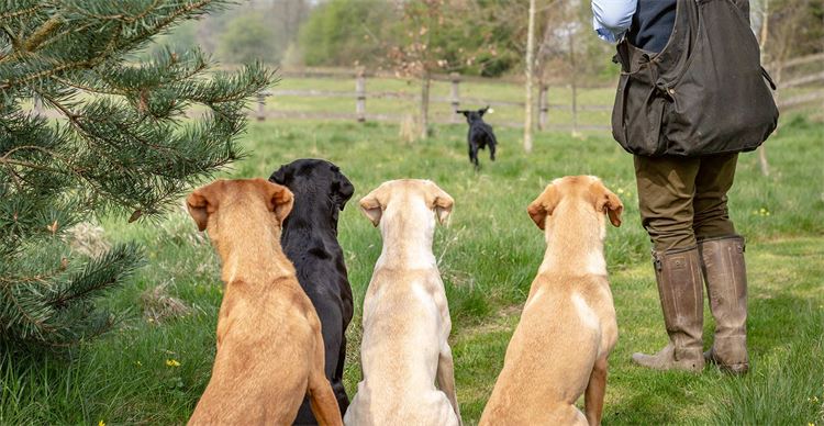 dogs being trained