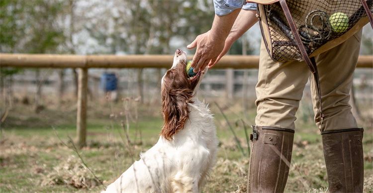 gun dog with ball