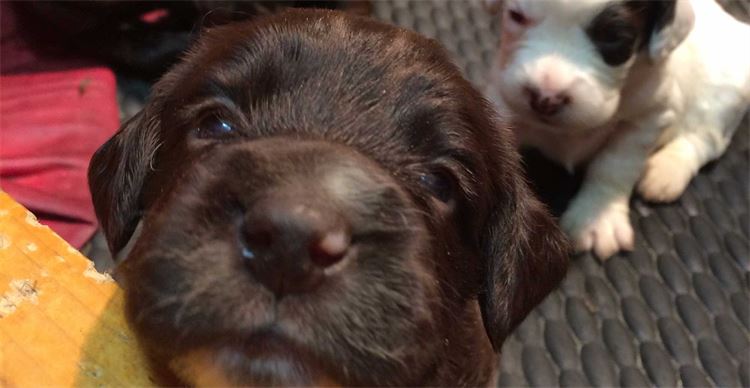 spaniel puppy